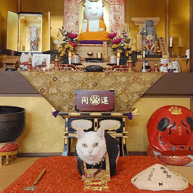 Ngôi chùa đặc biệt ở Nhật Bản, từ trụ trì cho đến sư sãi đều là mèo